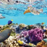 lặn biển ngắm san hô tại Nha Trang