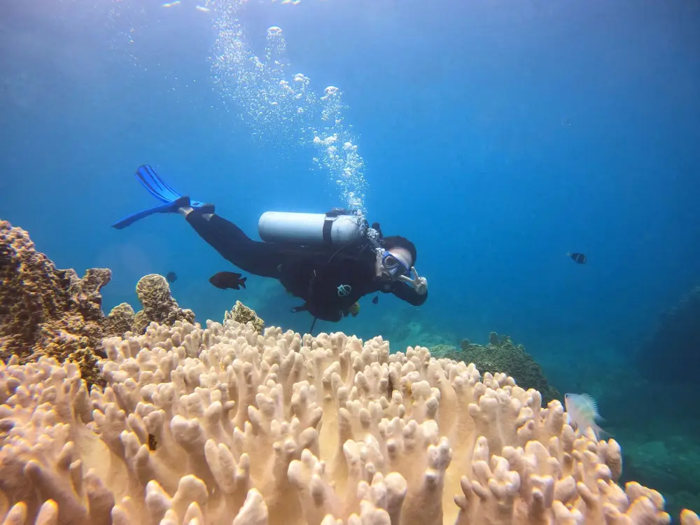 tour lặn biển ngắm san hô tại Nha Trang