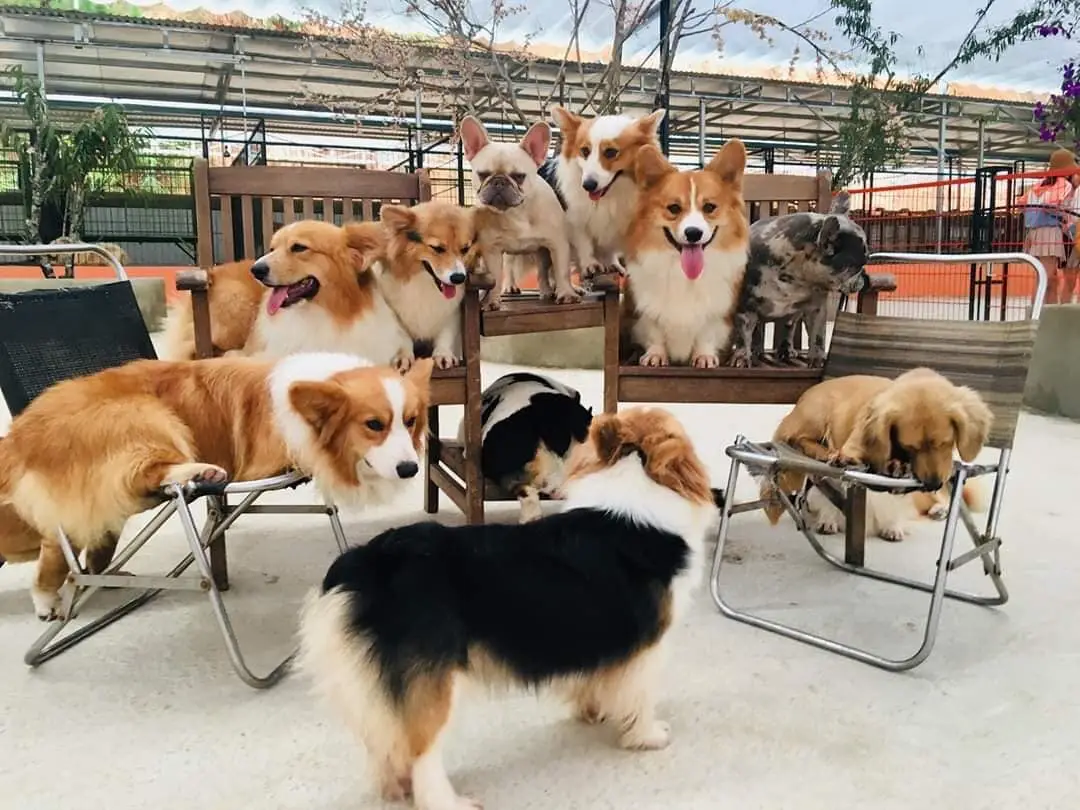 góc-checkin tại puppy farm