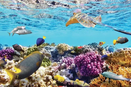 Khám Phá Vịnh San Hô Nha Trang: Thiên Đường Dưới Đáy Đại Dương