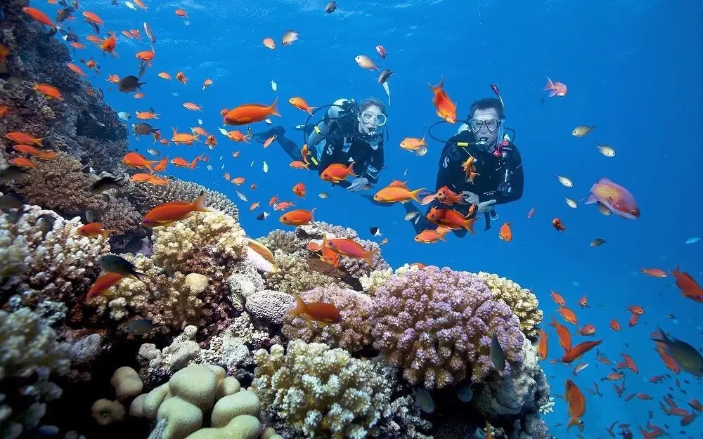 Lặn biển ngắm san hô tại vịnh Nha Trang