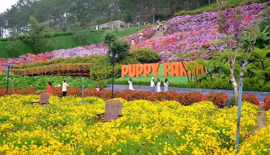 nông trại cún puppy farm