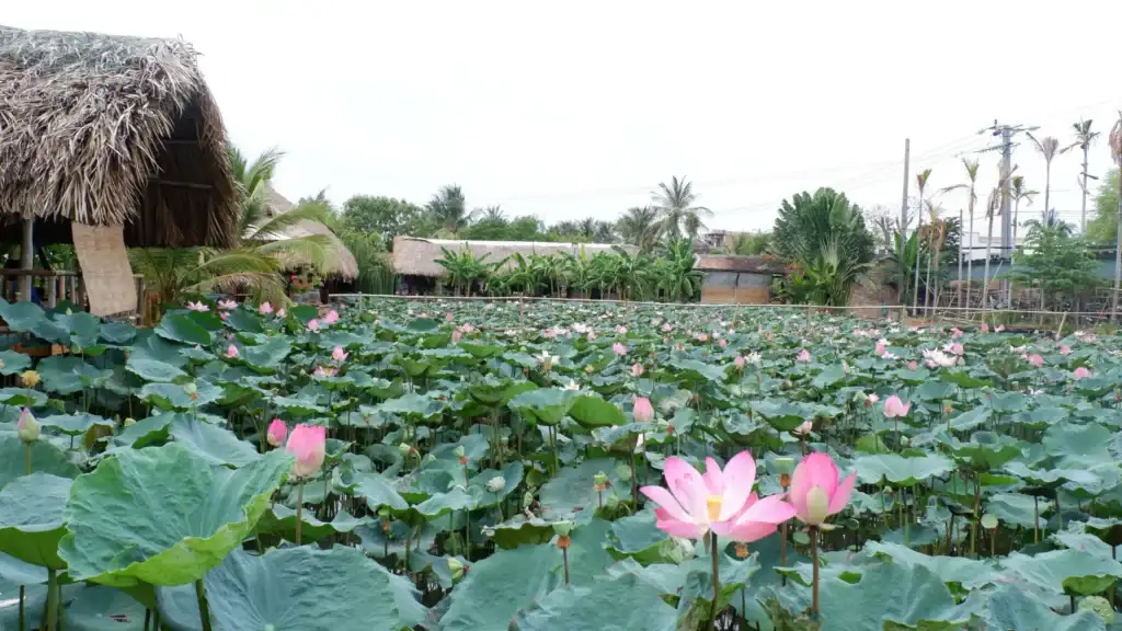 Góc check-in lãng mạn tại đầm sen hoặc sân gạch đỏ trong khuôn viên nhà hàng