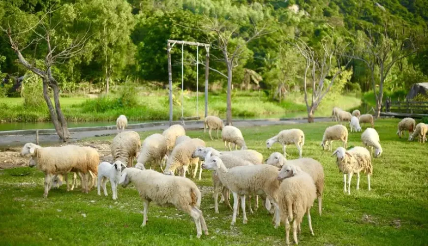 Toàn cảnh đồng cừu Suối Tiên rộng lớn, phong cách châu Âu