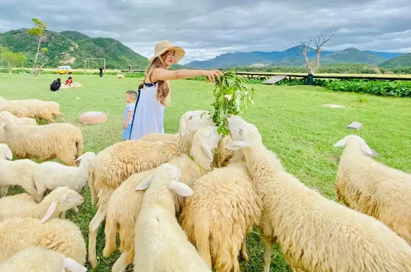 Trẻ em và gia đình cho cừu ăn, trải nghiệm dã ngoại